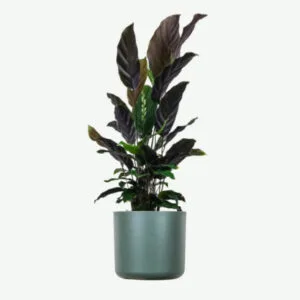 Calathea Rufibarba